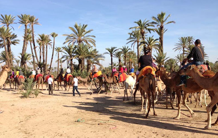 Shared Camel Ride Around Marrakech Palmeraies