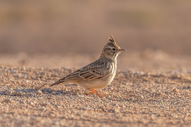 bird-watshing-tour