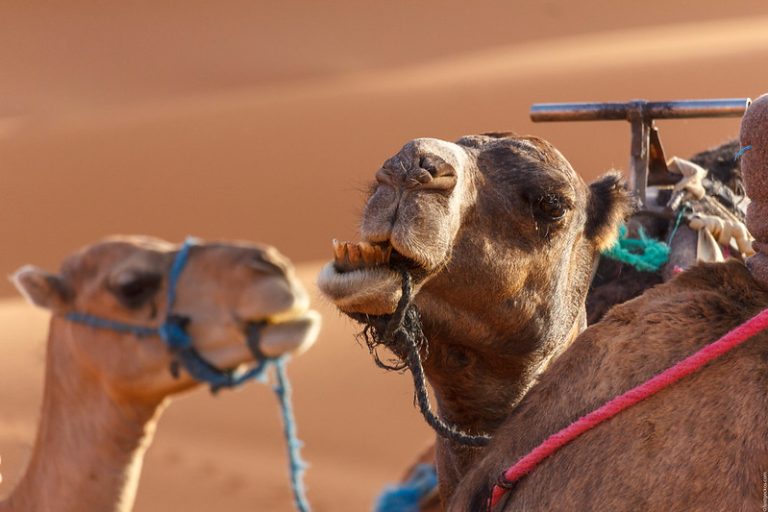 camel-morocco